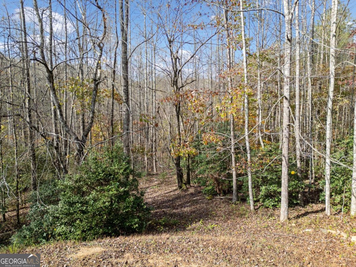 Lot 7 Highpoint Ridge Road, Unit 7 Ellijay, GA 30536 - Photo 5 of 29 a view of a forest filled with trees