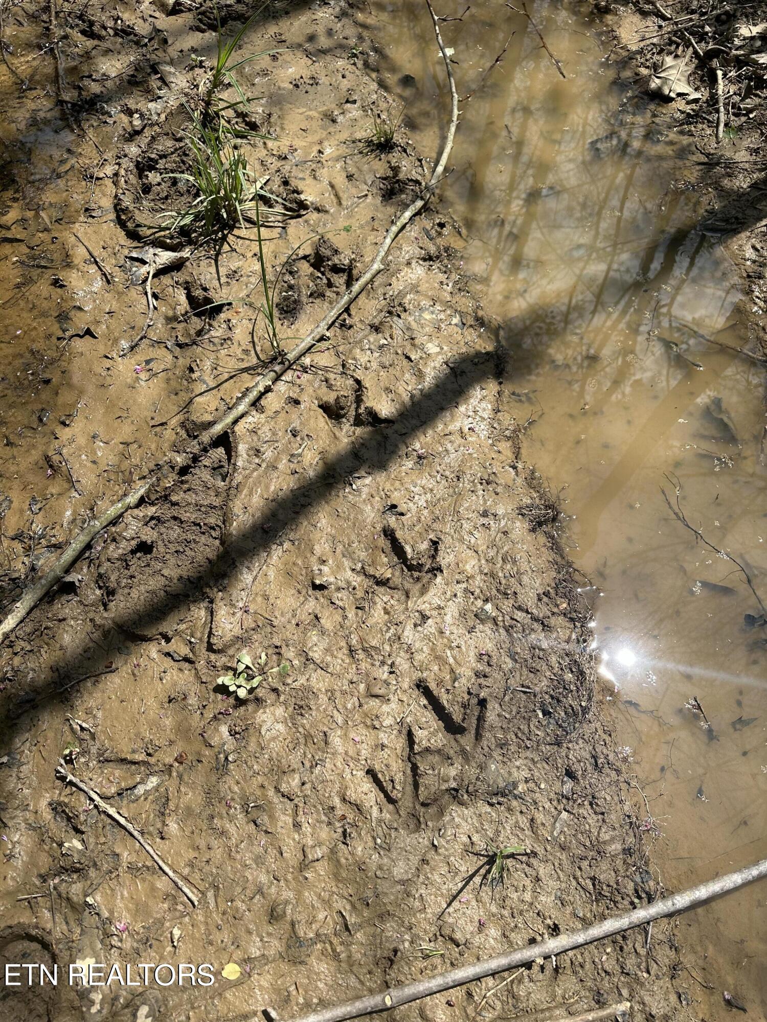 Holden Hollow Road Jamestown, TN 38556 - Photo 3 of 16 Turkey Tracks