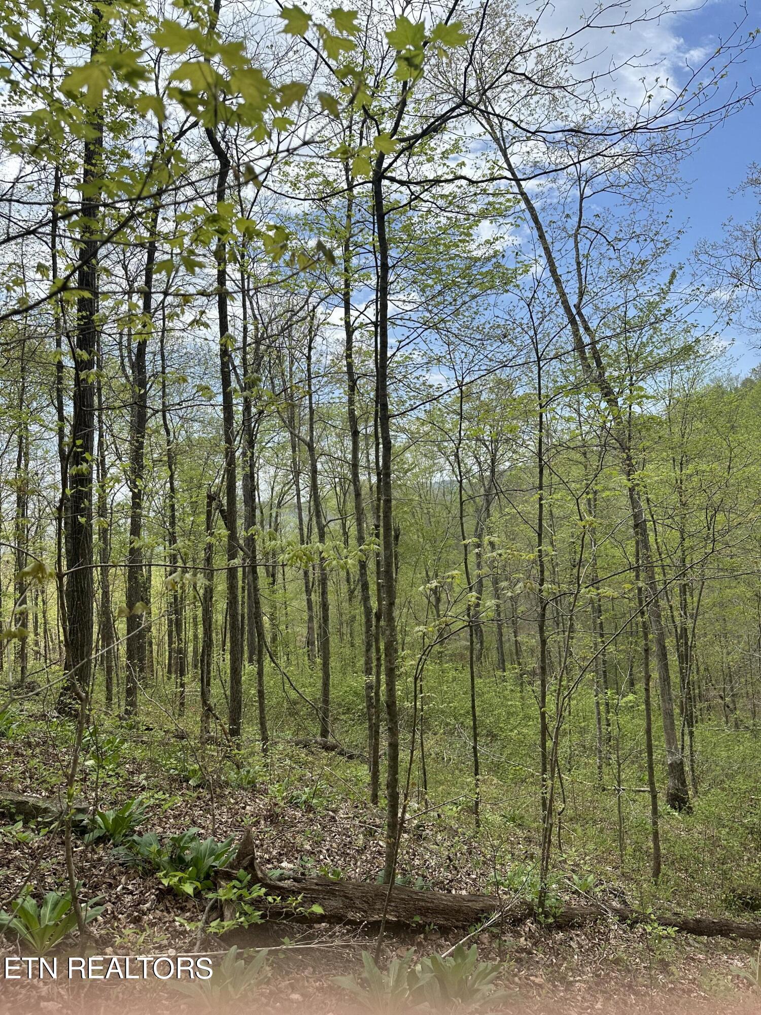 Holden Hollow Road Jamestown, TN 38556 - Photo 6 of 16 IMG_1241