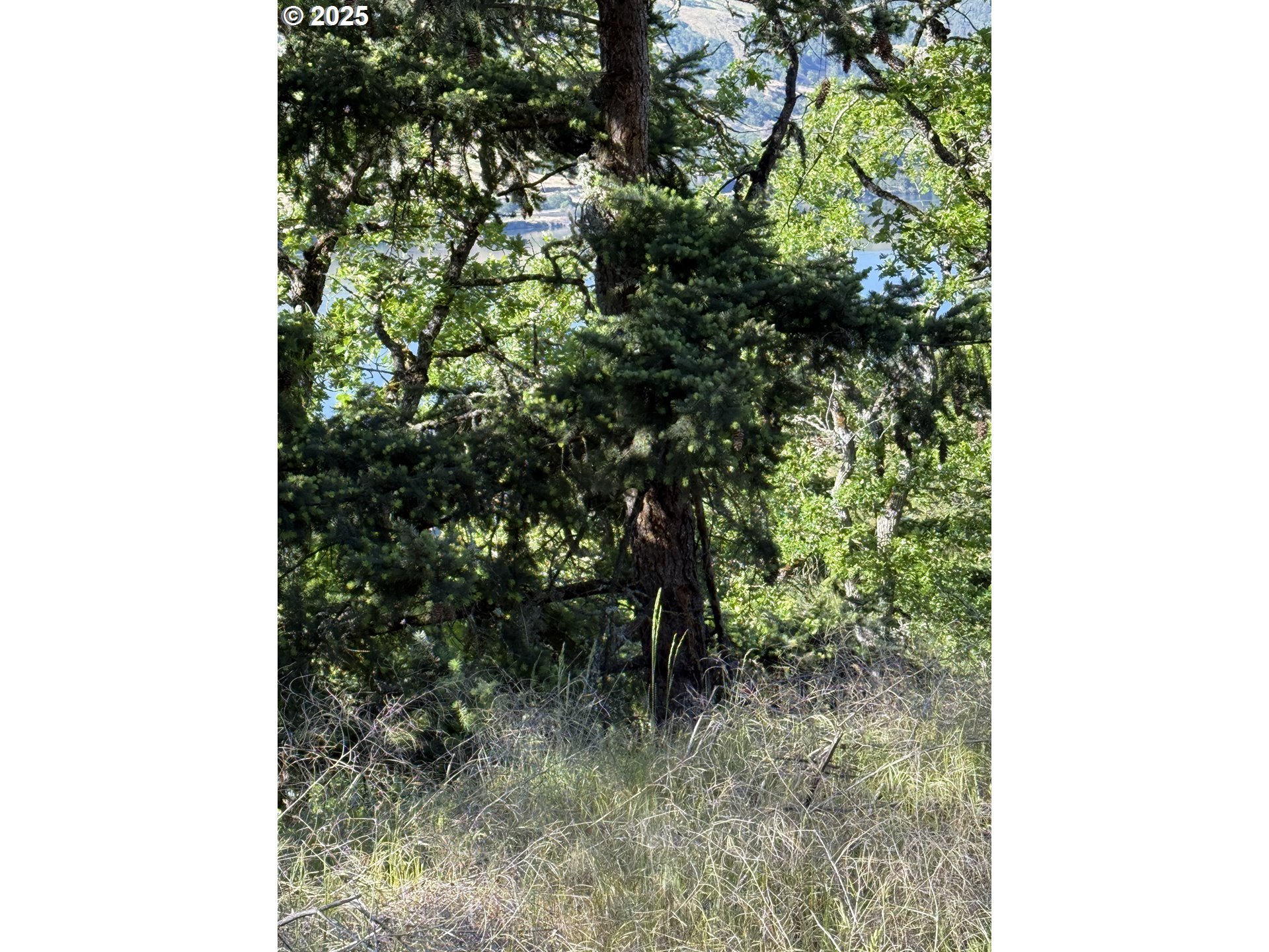 Coyote Court, Unit 44 Mosier, OR 97040 - Photo 6 of 10 a view of a yard with plants and a tree