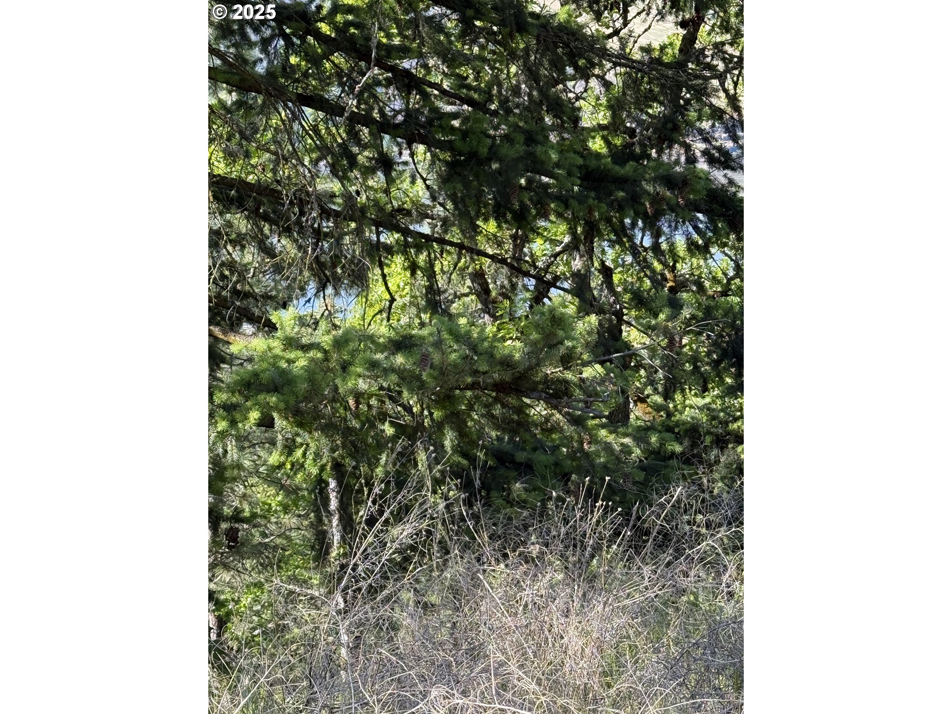 Coyote Court, Unit 44 Mosier, OR 97040 - Photo 7 of 10 a view of a tree