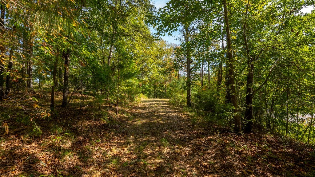 0 Lick Skillet Road Fortson, GA 31808 - Photo 4 of 14 Gallery Image 4