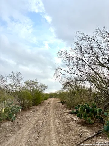 a view of a yard with plants and trees