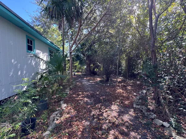 a view of a backyard with plants and a tree