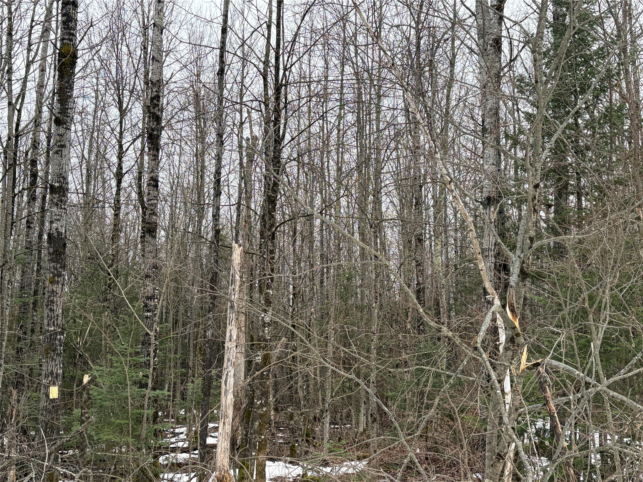 On North Hoffer Road Couderay, WI 54828 - Photo 4 of 6