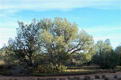 101 Rattlesnake Road Ash Fork, AZ 86320 - Photo 3 of 10 Additional Photo