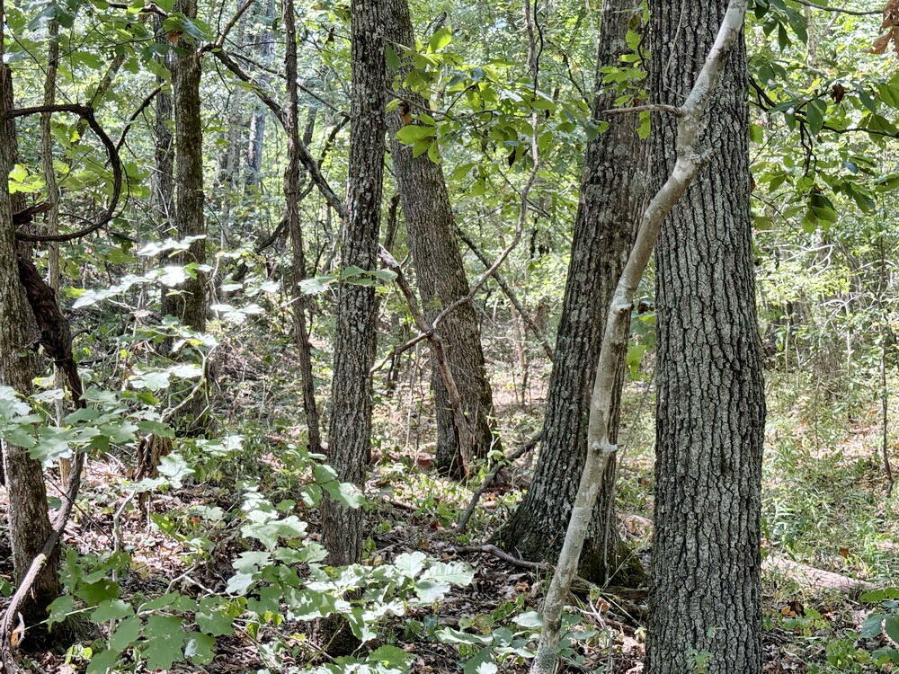 0 Southeast 500 Road Collins, MO 64738 - Photo 13 of 43 13