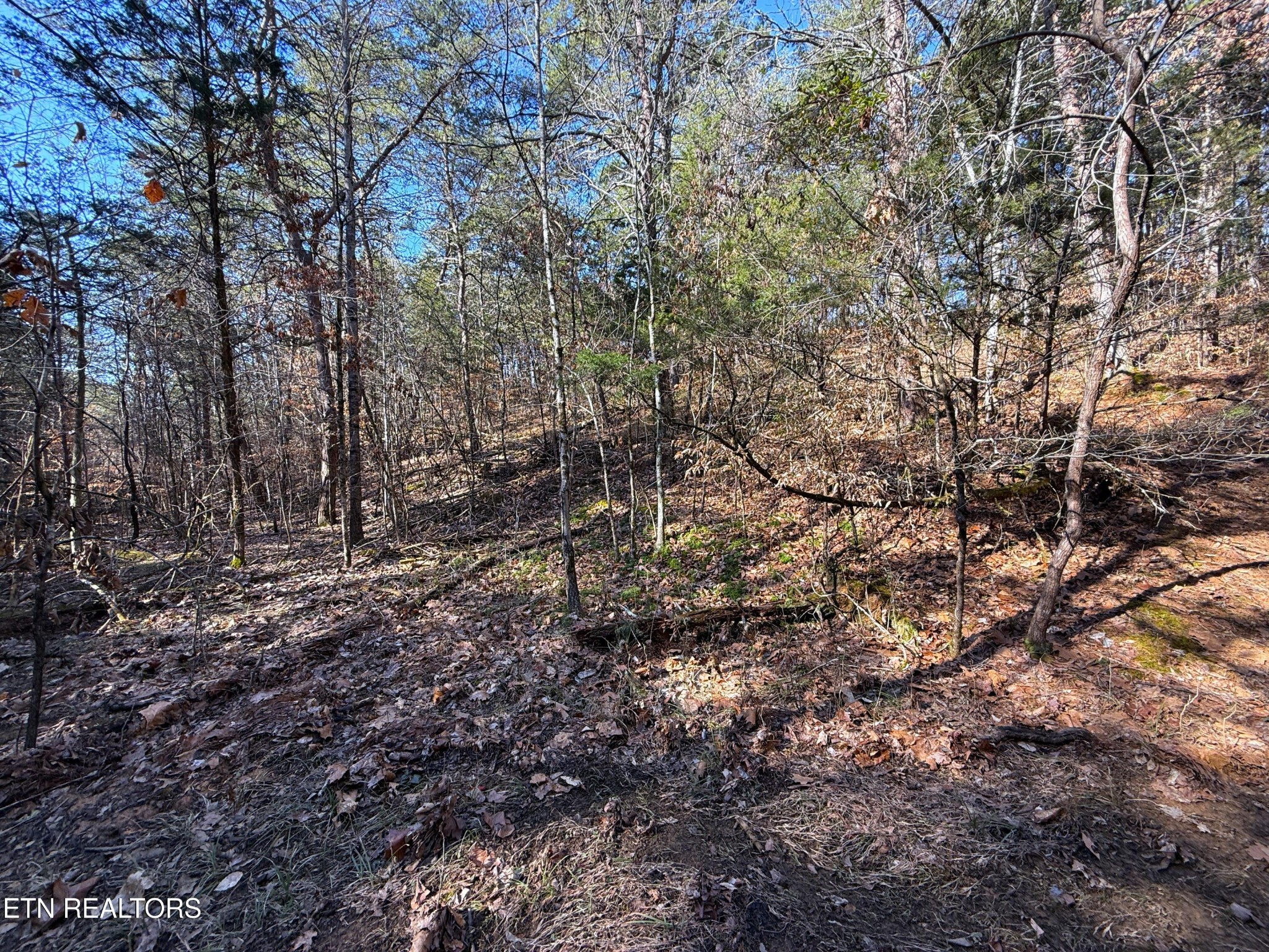 135 Buck Horn Road Sevierville, TN 37876 - Photo 2 of 16 a view of a forest with lots of trees