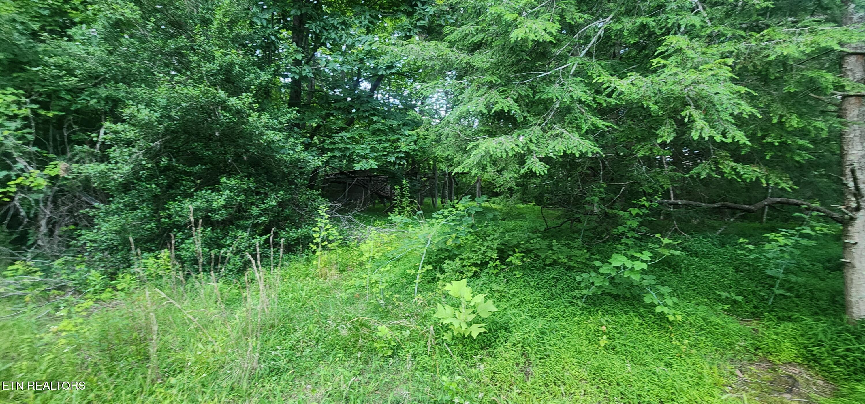 229 Obis Bowling Road Robbins, TN 37852 - Photo 18 of 26 20250619_202421
