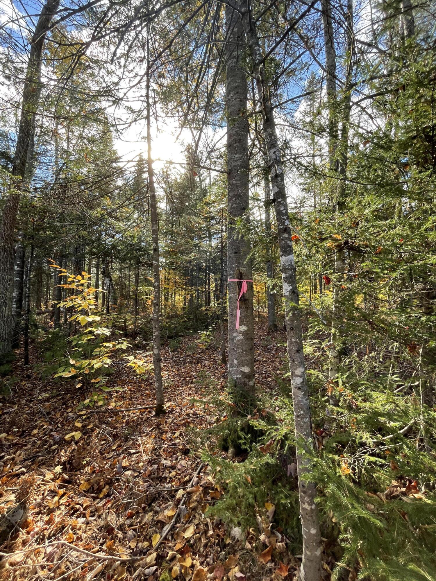 Tbd Colegrove Road New Portland, ME 04961 - Photo 7 of 9 524BEA76-82CE-42E3-80AA-4790CFD916C5