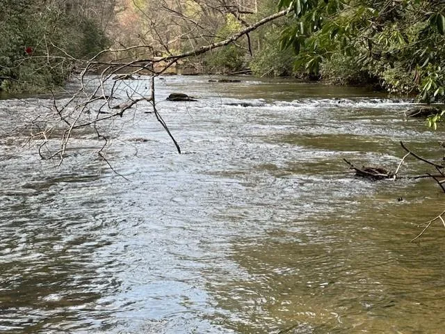 a view of a tree in a yard