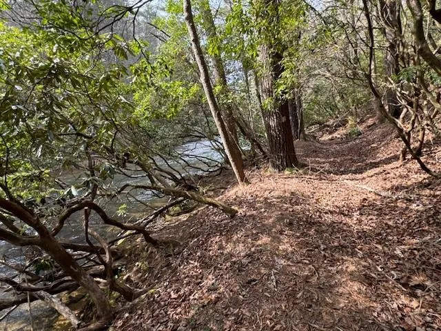 a large tree with lots of green space