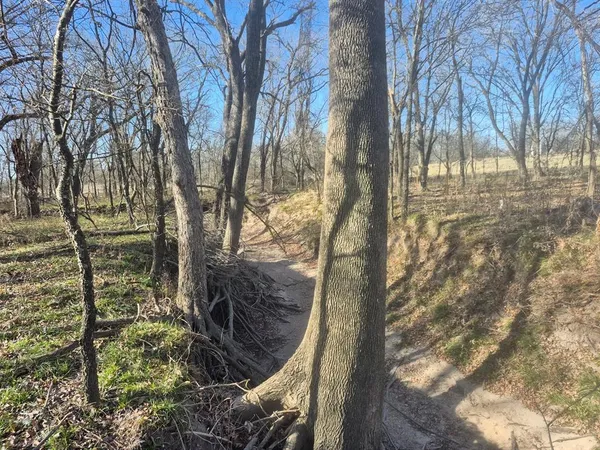 a view of a tree