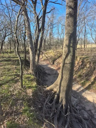 a view of a yard with trees