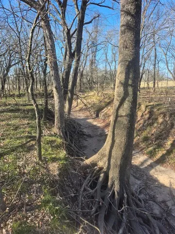 a view of a yard with trees