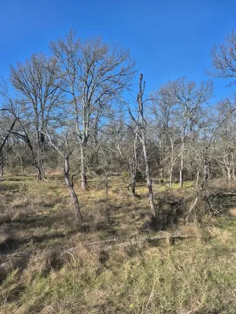 a view of a yard with lots of bushes