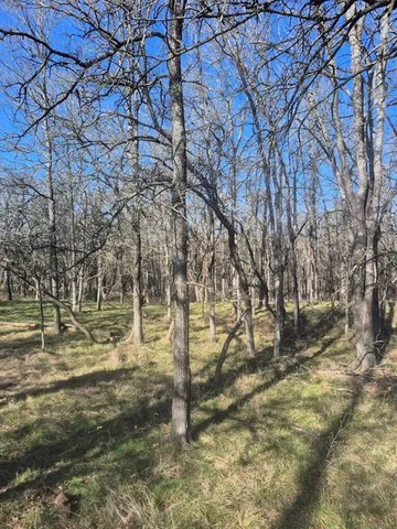 a view of a yard with large tree