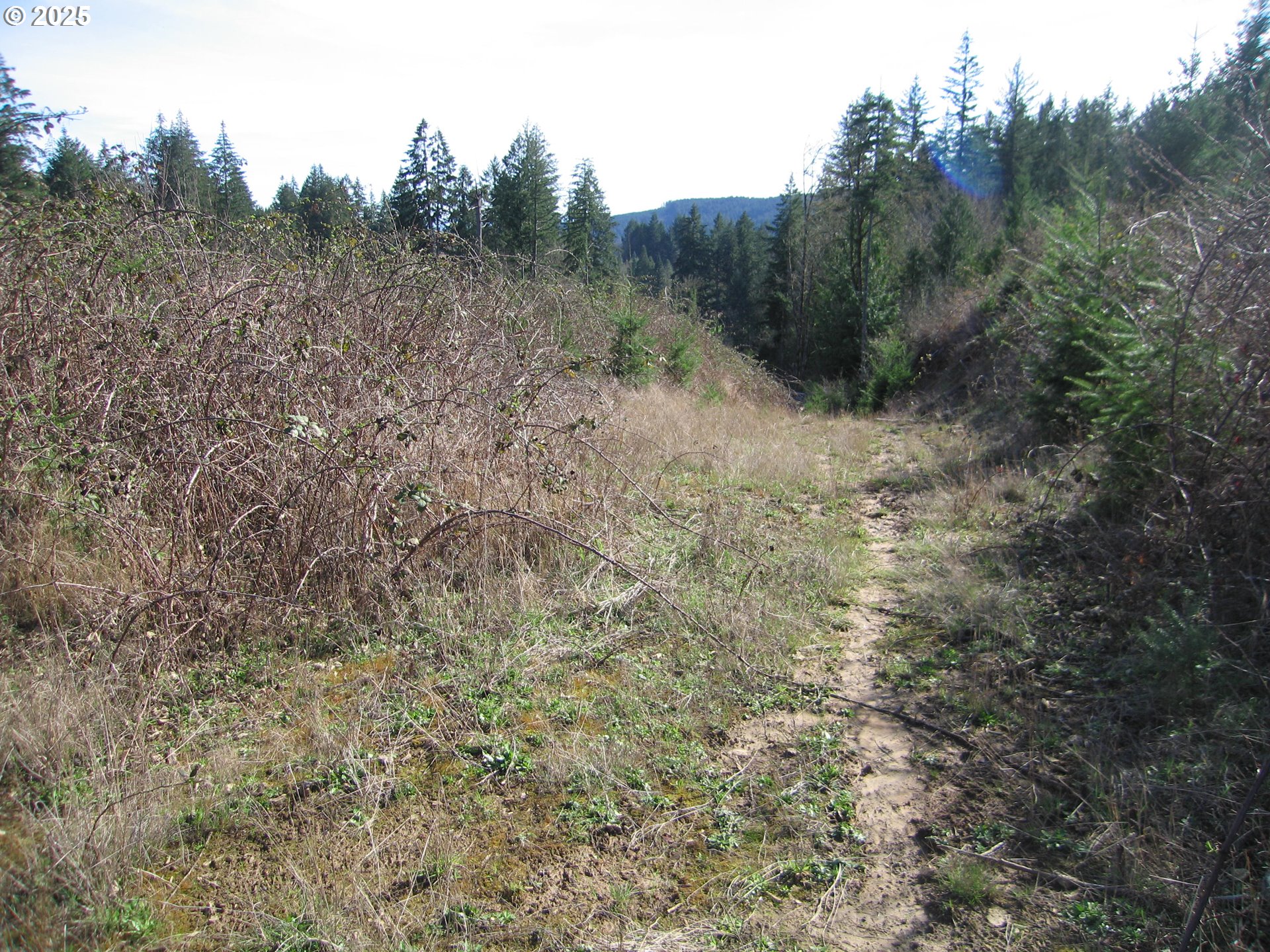 0 Northwest Dairy Creek Road North Plains, OR 97133 - Photo 11 of 14 a view of a forest with a tree