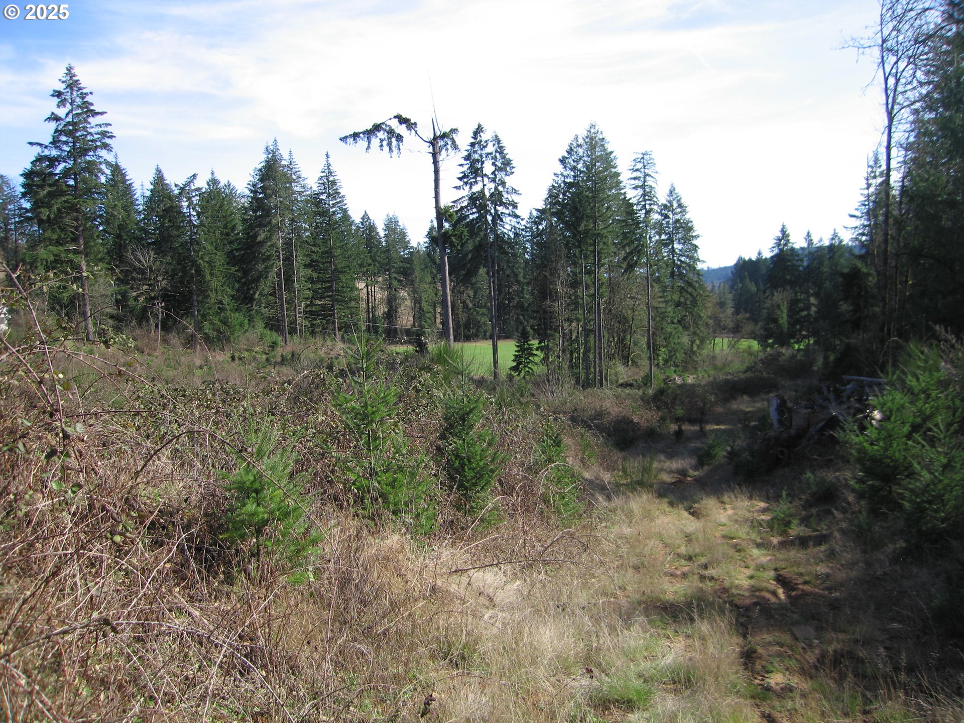 0 Northwest Dairy Creek Road North Plains, OR 97133 - Photo 12 of 14 a view of a forest with trees in the background