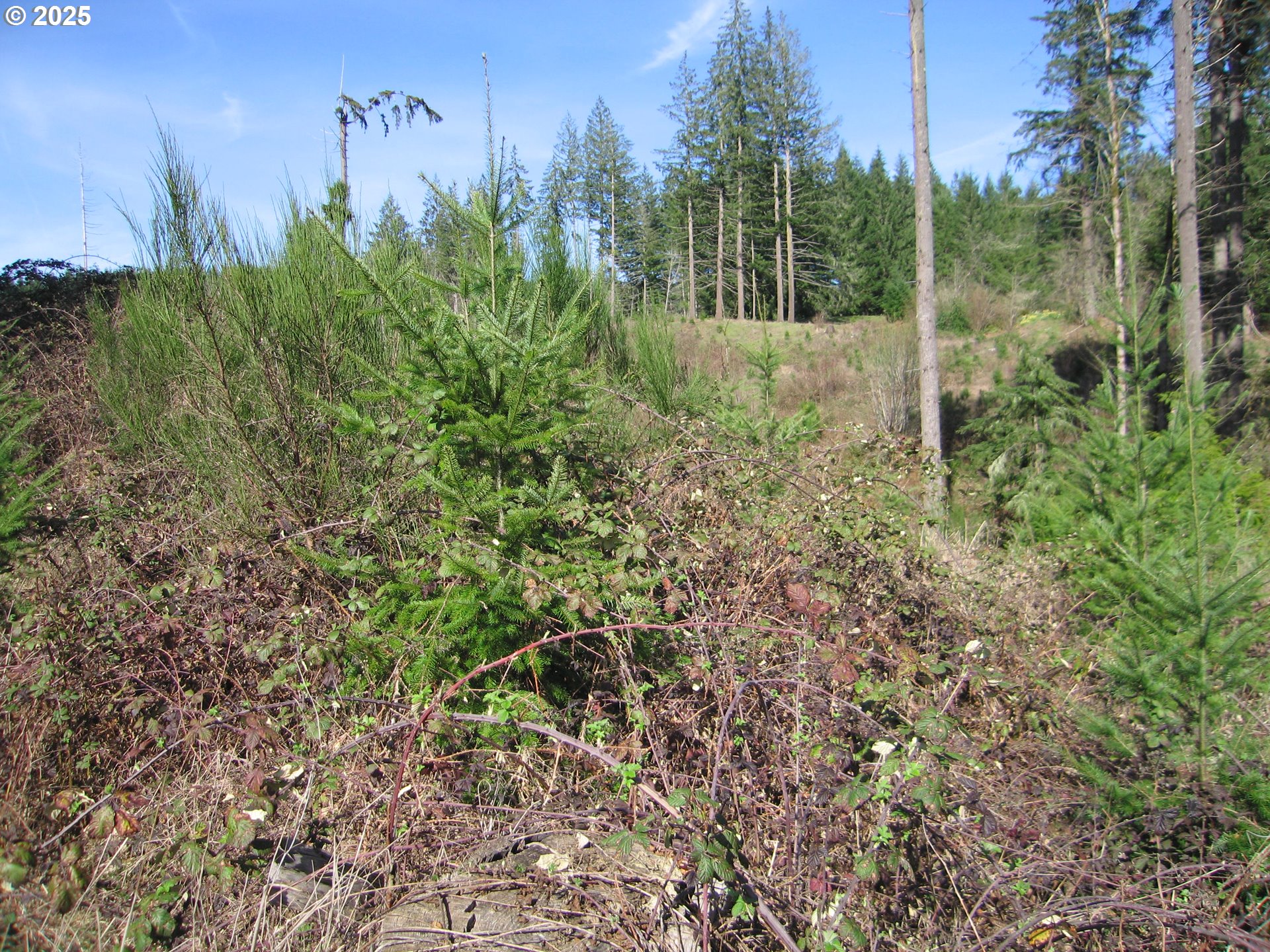 0 Northwest Dairy Creek Road North Plains, OR 97133 - Photo 5 of 14 a view of a park that has large trees