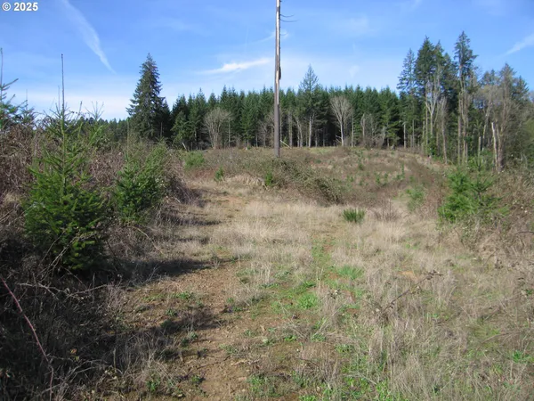 a view of a dry yard with trees in the background