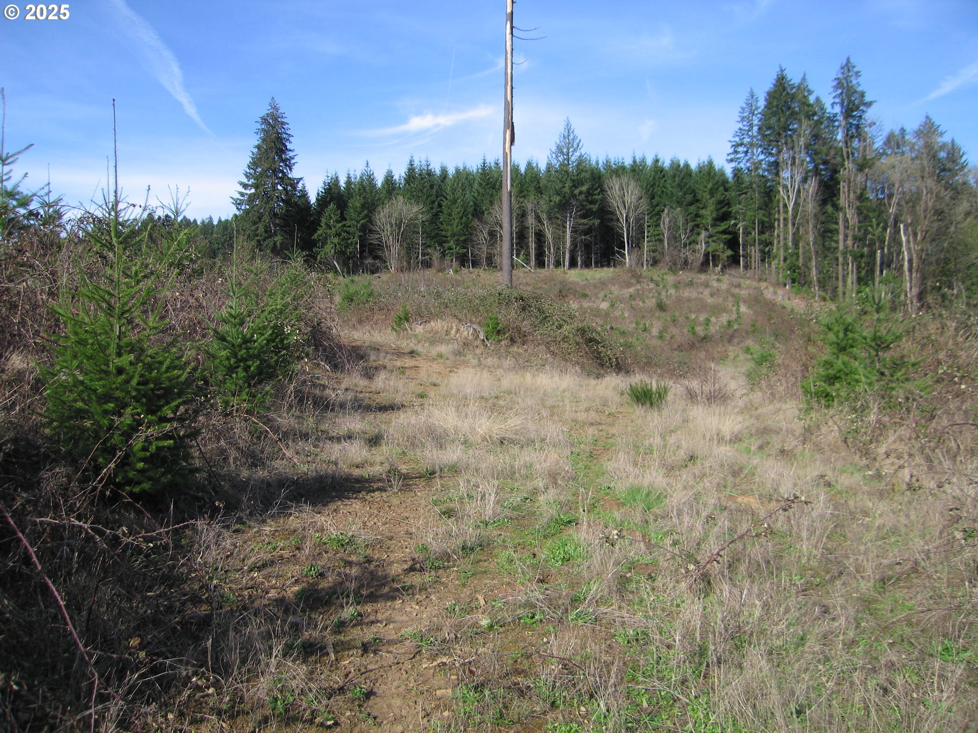 0 Northwest Dairy Creek Road North Plains, OR 97133 - Photo 9 of 14 a view of a dry yard with trees in the background