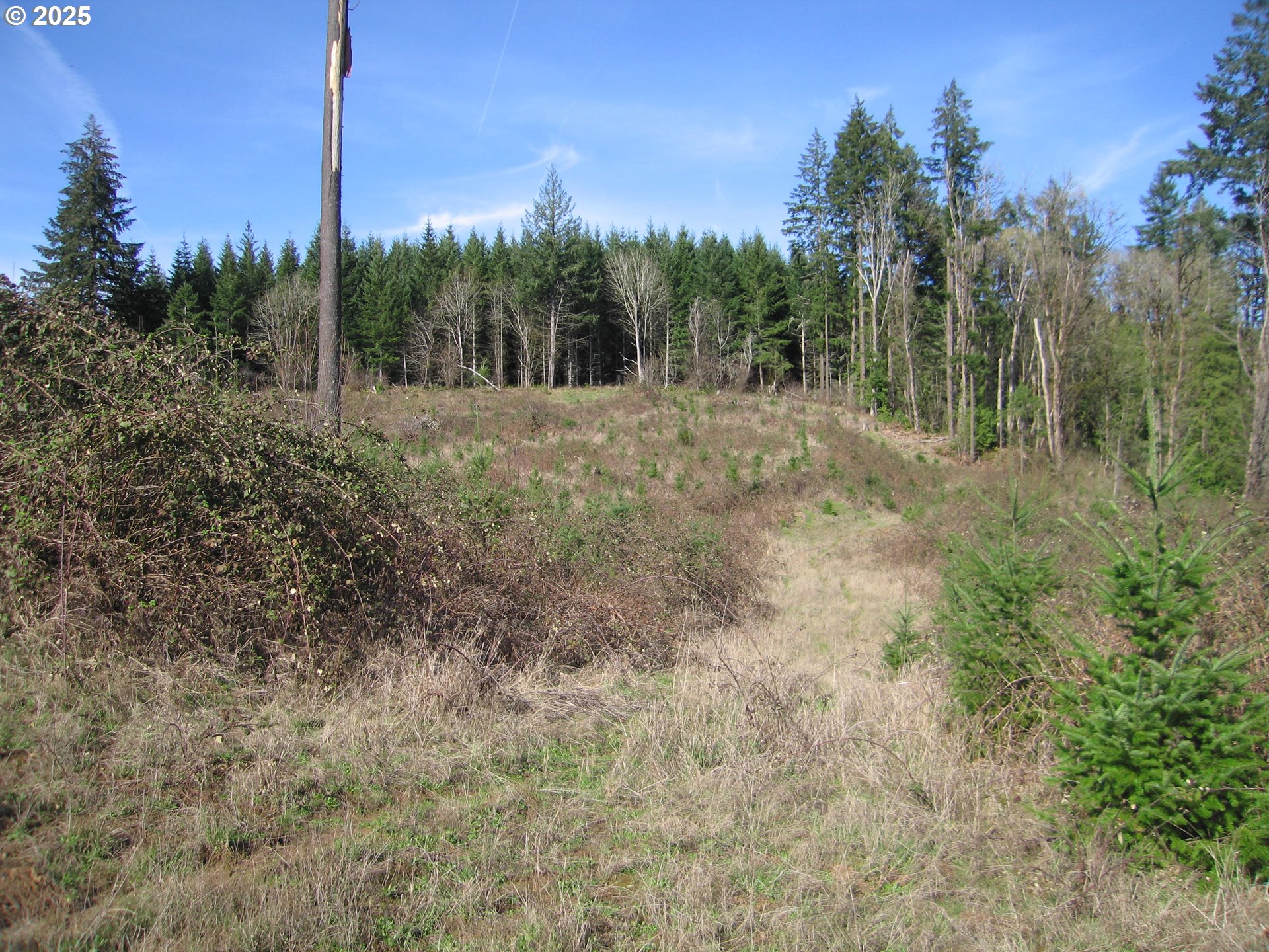 0 Northwest Dairy Creek Road North Plains, OR 97133 - Photo 10 of 14 a view of a forest with trees in the background