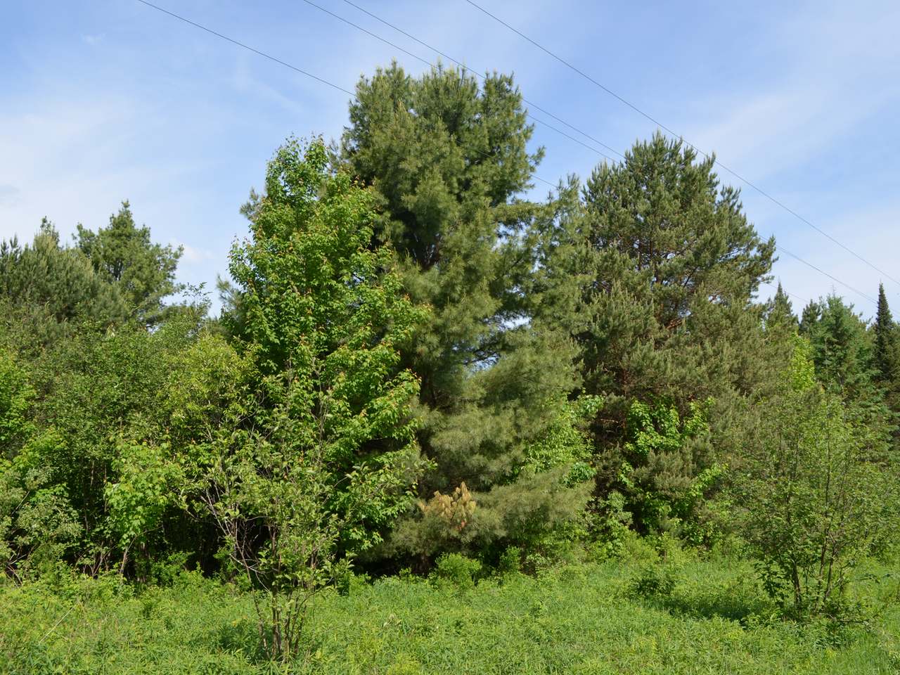 On Ogema-Prentice Road Ogema, WI 54459 - Photo 5 of 20 Gallery Image 5