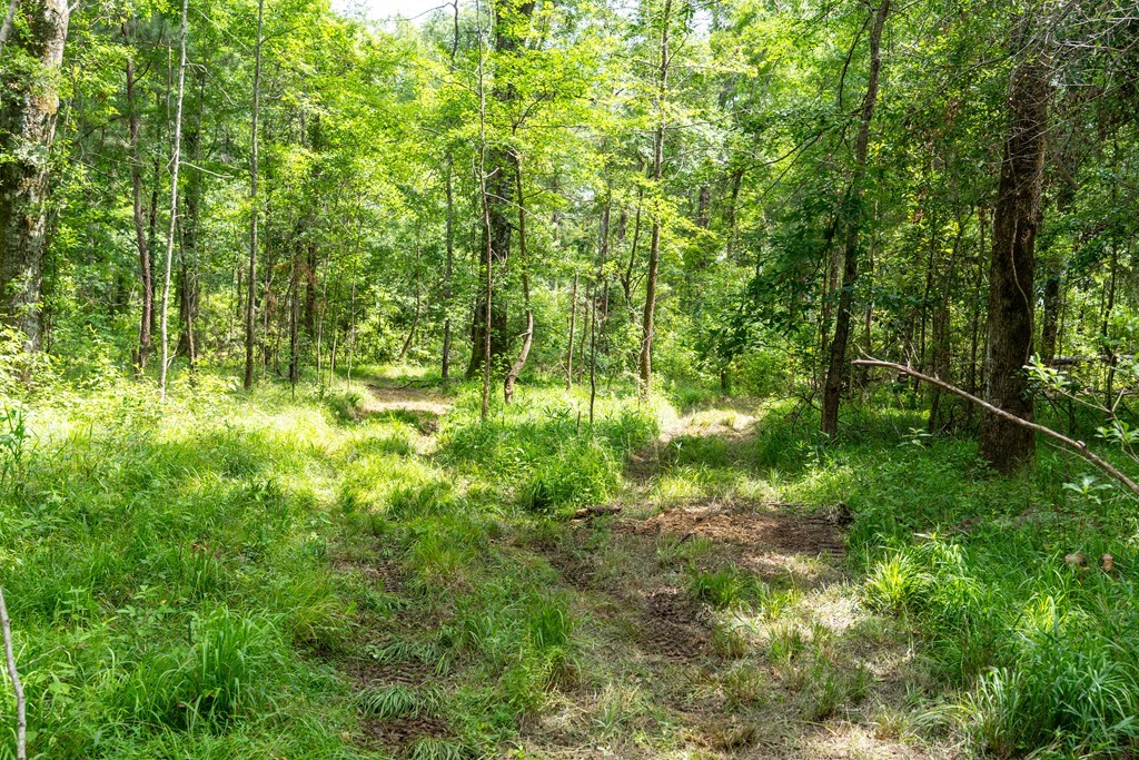 3 Comers Pond Road Pittsview, AL 36871 - Photo 28 of 51