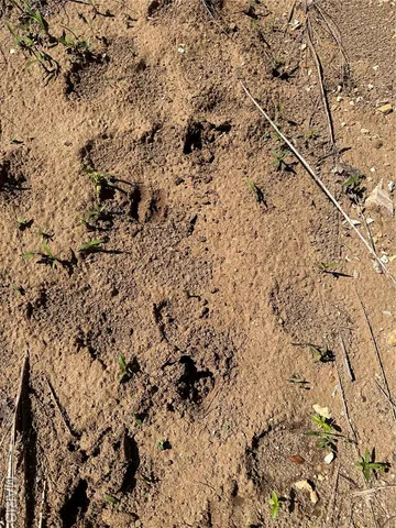 $960,000 | Tbd Big Barren Creek Road, Van Buren, MO 63965