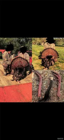 $960,000 | Tbd Big Barren Creek Road, Van Buren, MO 63965