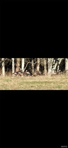 $960,000 | Tbd Big Barren Creek Road, Van Buren, MO 63965