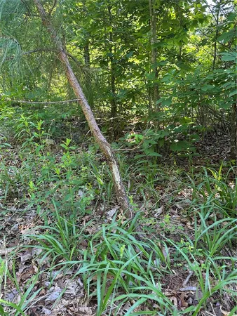 $875,000 | Tbd Big Barren Creek Road, Van Buren, MO 63965