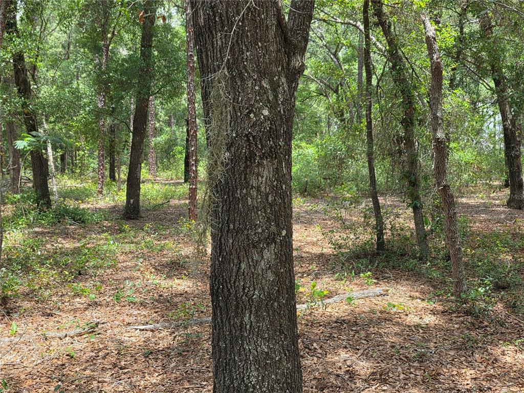 Rolling Ares Road West Lady Lake, FL 32159 - Photo 42 of 48 Gallery Image 42