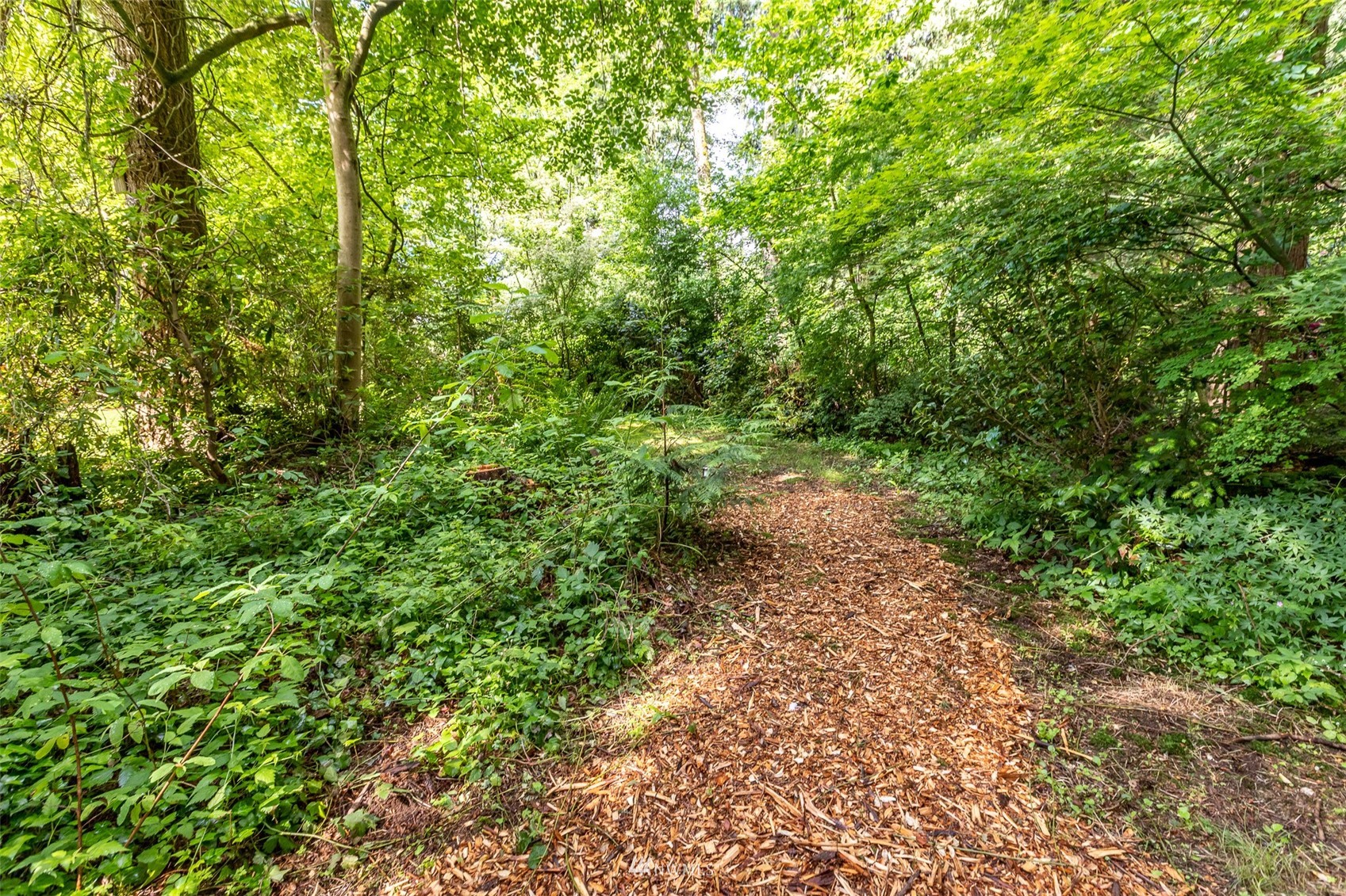 8691 Weidkamp Road Lynden, WA 98264 - Photo 35 of 39 a view of a forest with lots of trees
