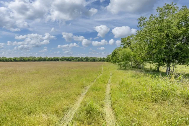 a view of a yard with plants and trees