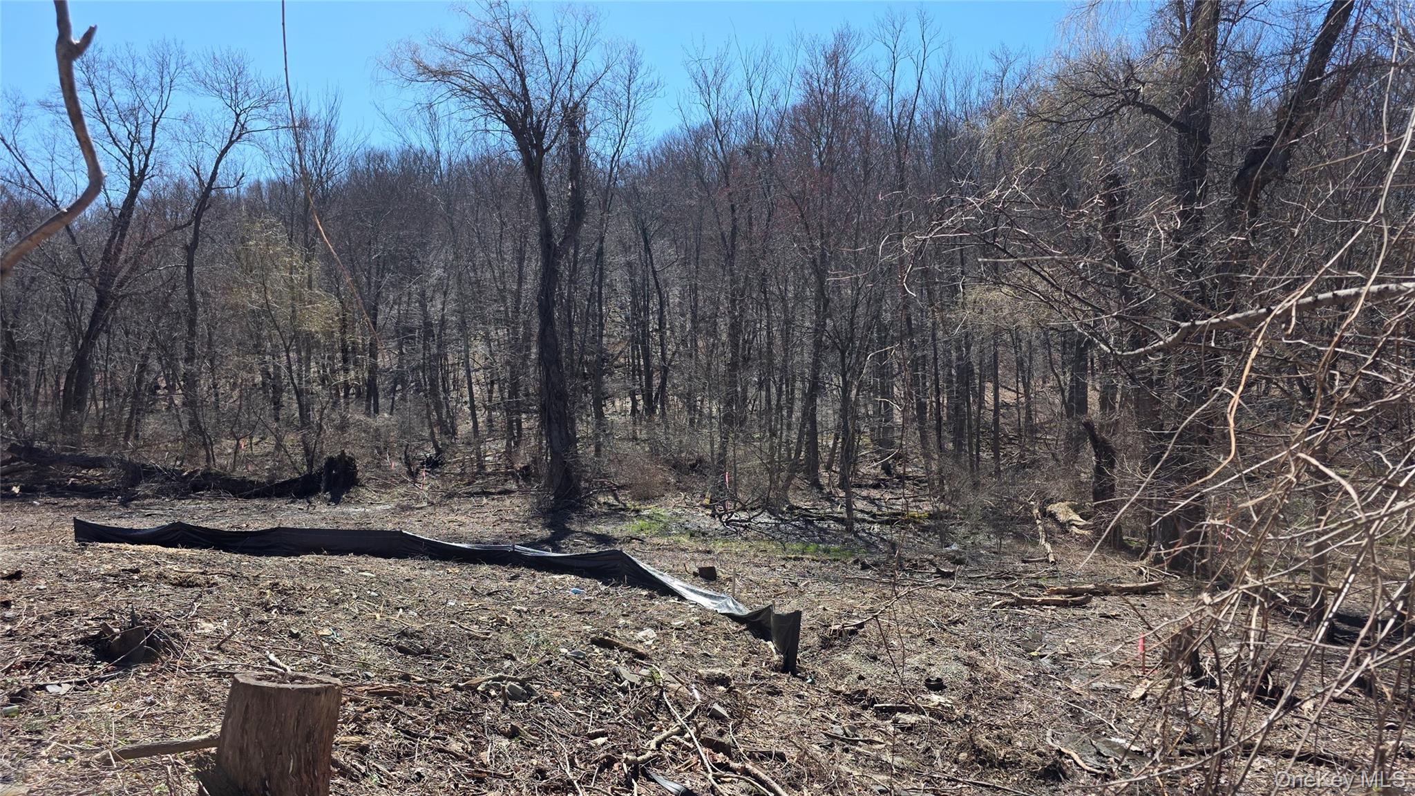 a view of a backyard with trees