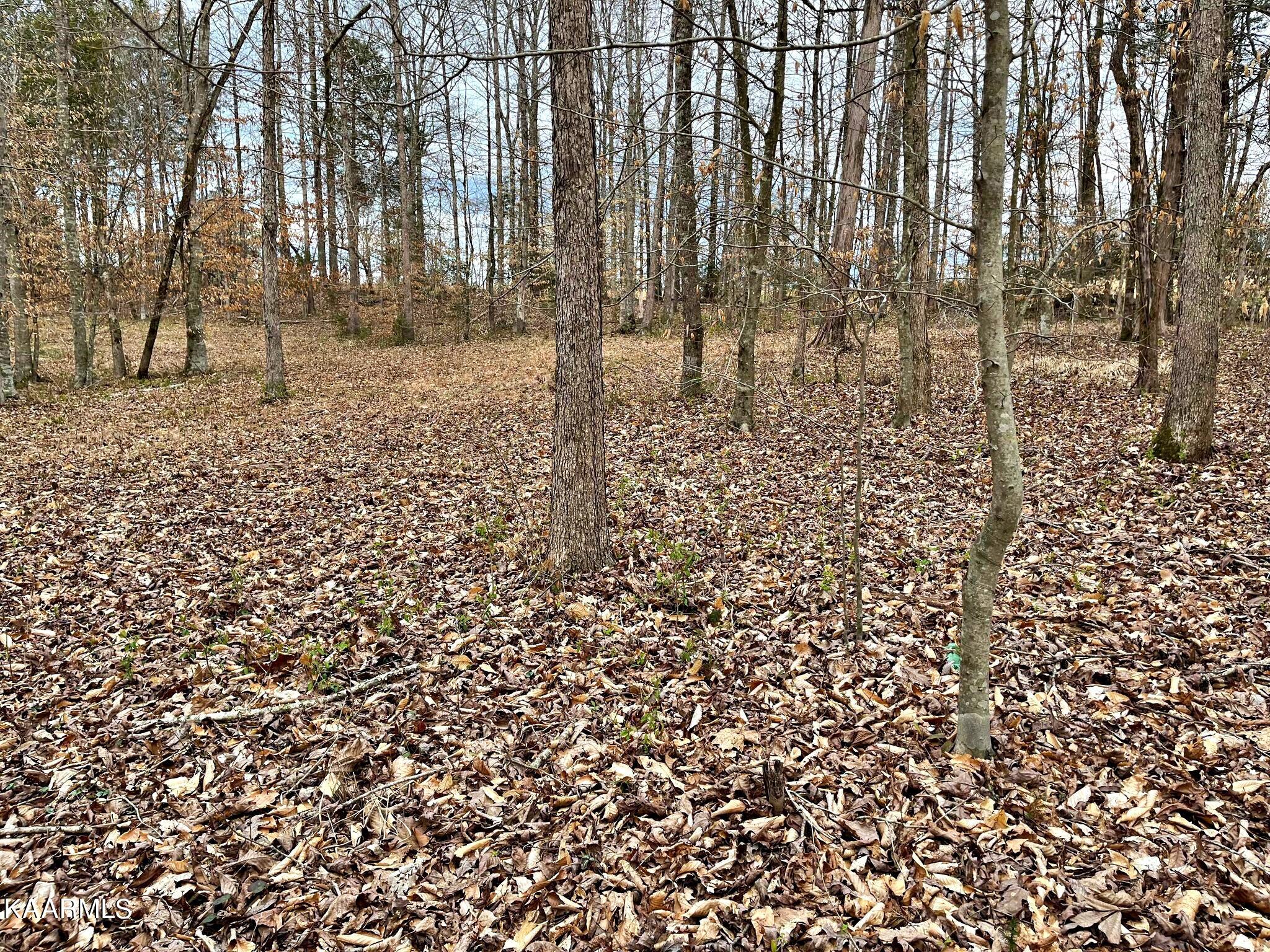 3 County Road 186 Decatur, TN 37322 - Photo 2 of 9 333624950_760718475380247_19572772979355
