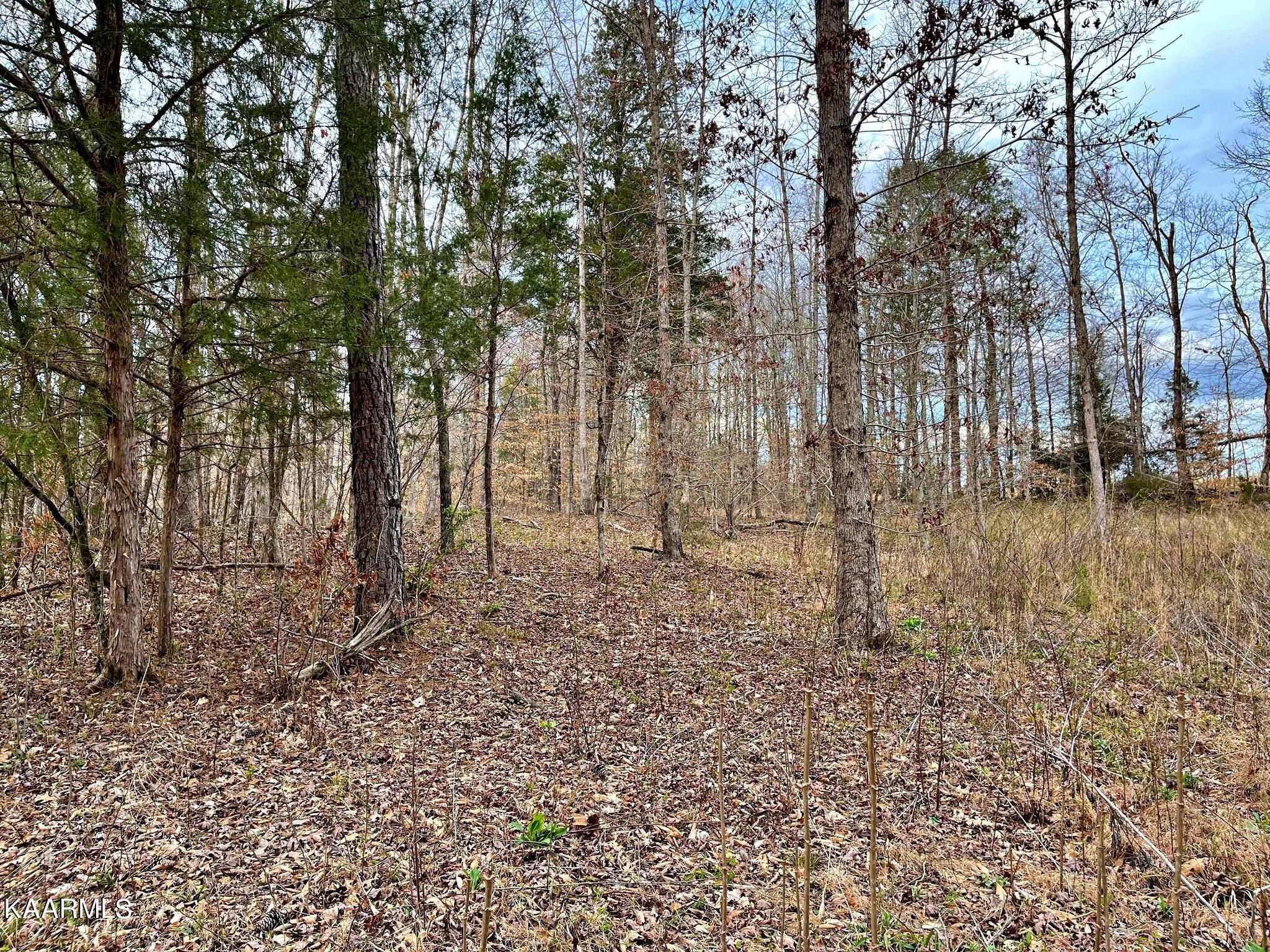 3 County Road 186 Decatur, TN 37322 - Photo 4 of 9 335788406_138075585625756_64839053779022
