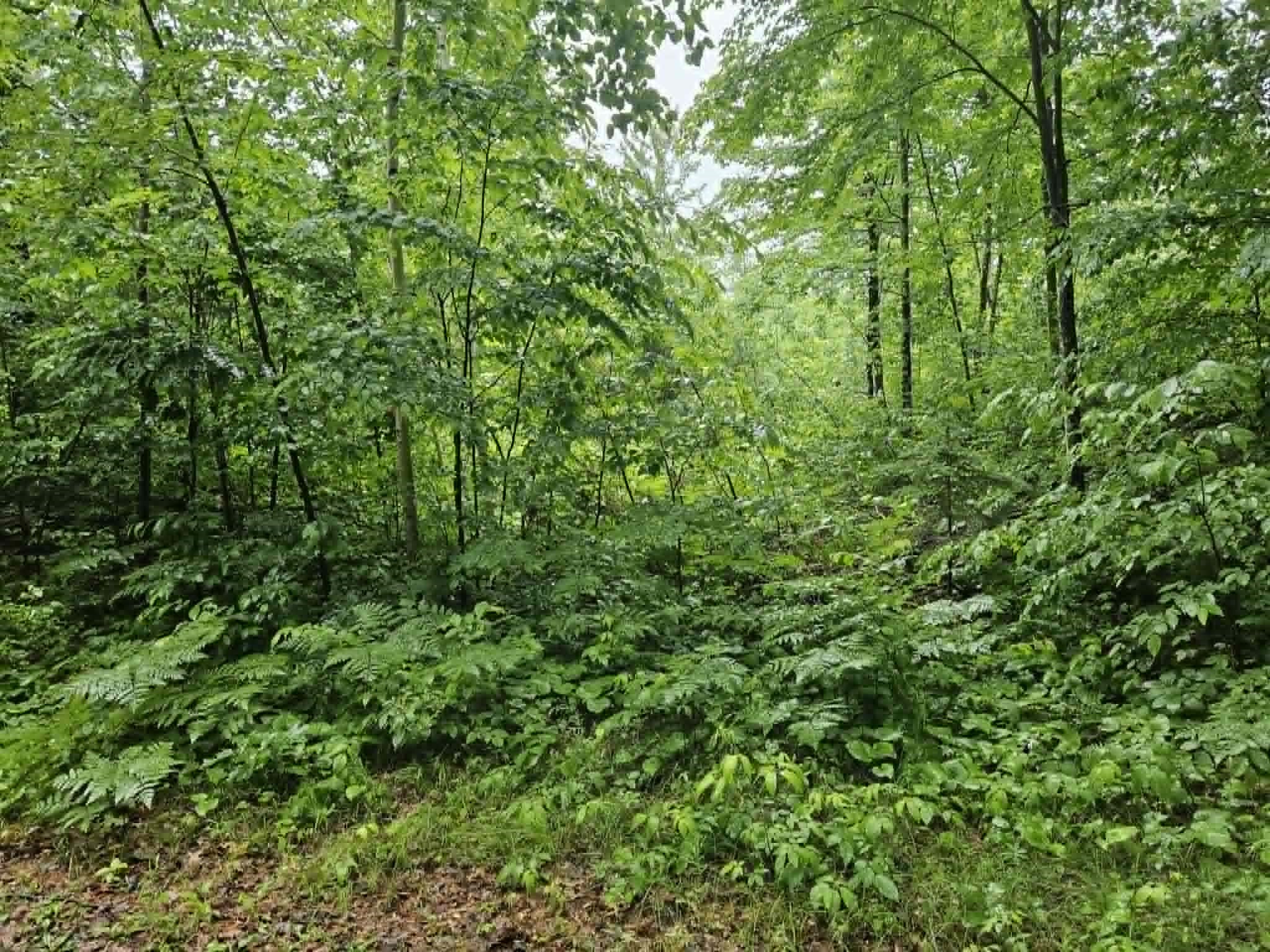 Lot 4 Hilly Lane Spooner, WI 54801 - Photo 1 of 4