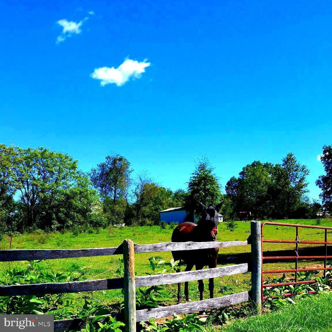 407 Stony Lane Ranson, WV 25438 - Photo 5 of 52 BRING YOUR LIVESTOCK