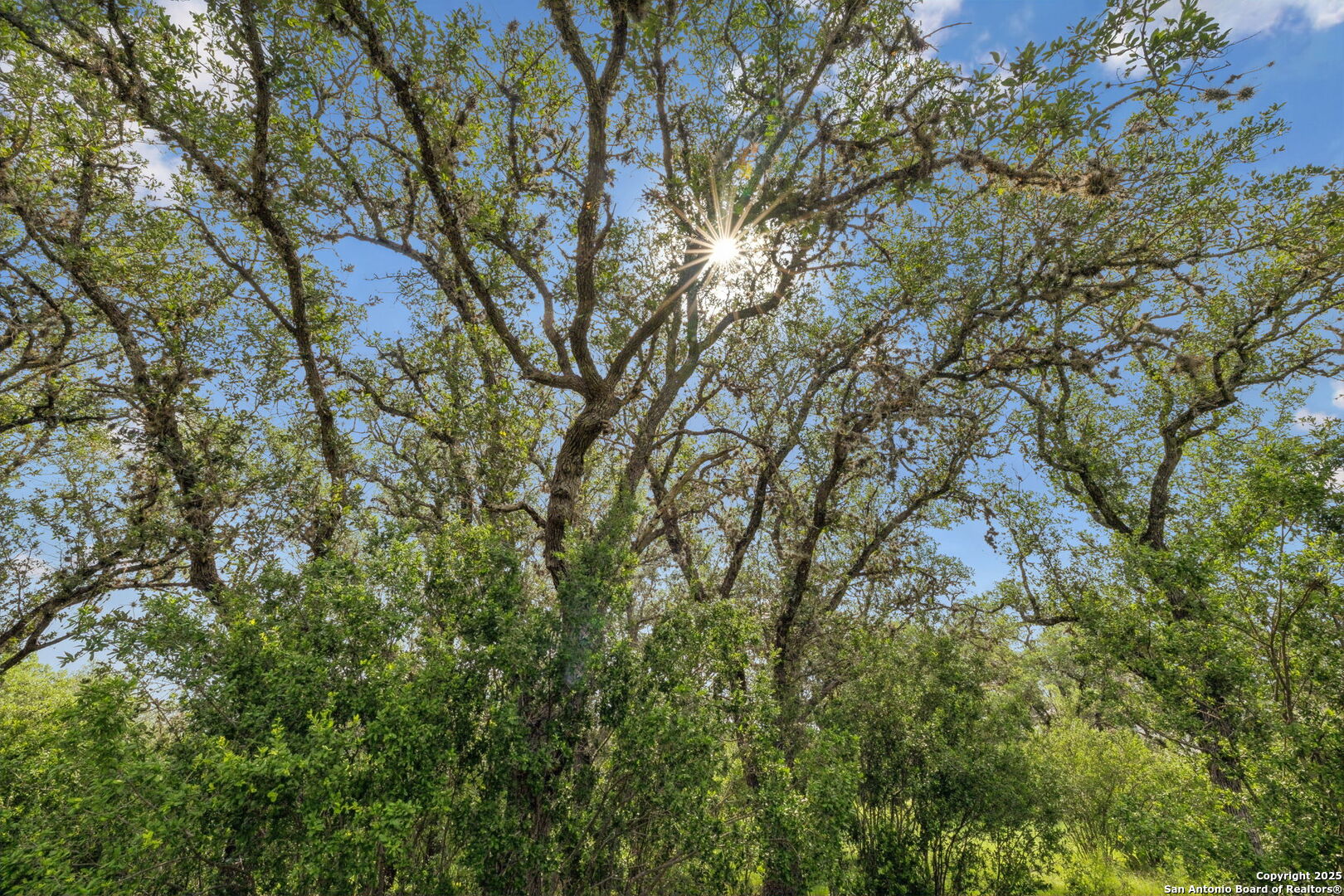 257 Augusta Boerne, TX 78006 - Photo 13 of 22 a view of a yard