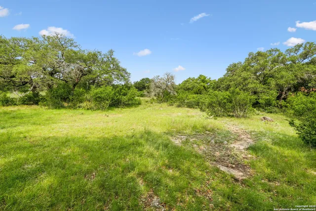 a view of a yard with plants and large trees