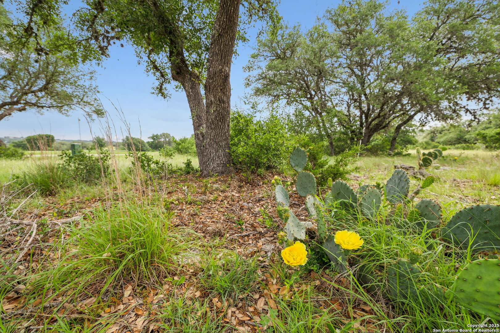 257 Augusta Boerne, TX 78006 - Photo 16 of 22 a view of a back yard