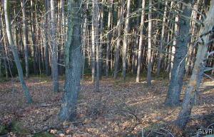 Hill Road, Unit 1 Lehighton, PA 18235 - Photo 6 of 6 Wooded Lot