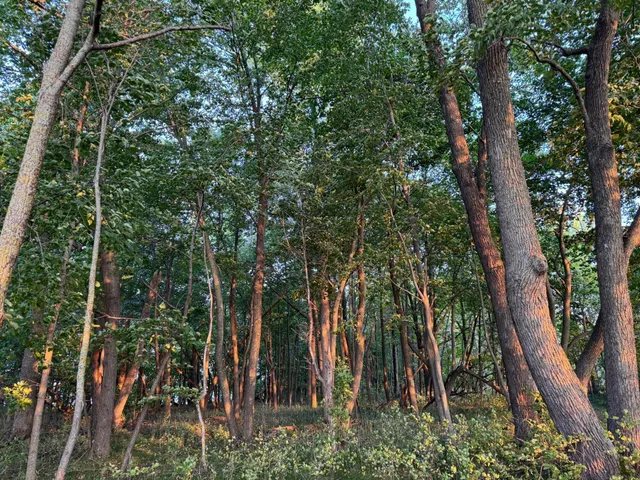 $128,000 | Lot 3-tbd Northeast Rock Lake Road, Rochert, MN 56578