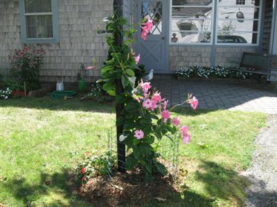 46 Pilgrim Road Harwich Port, MA 02646 - Photo 5 of 17 a view of a garden with flowers