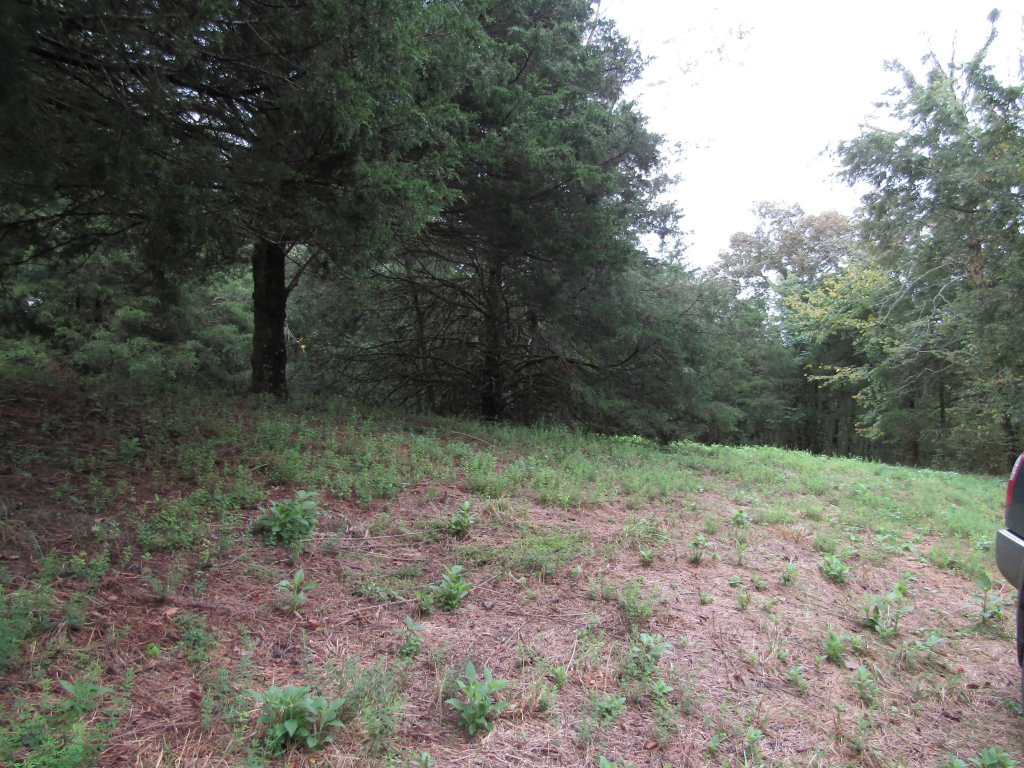 2273 Big Branch Road Granville, TN 38564 - Photo 17 of 31 Gallery Image 17