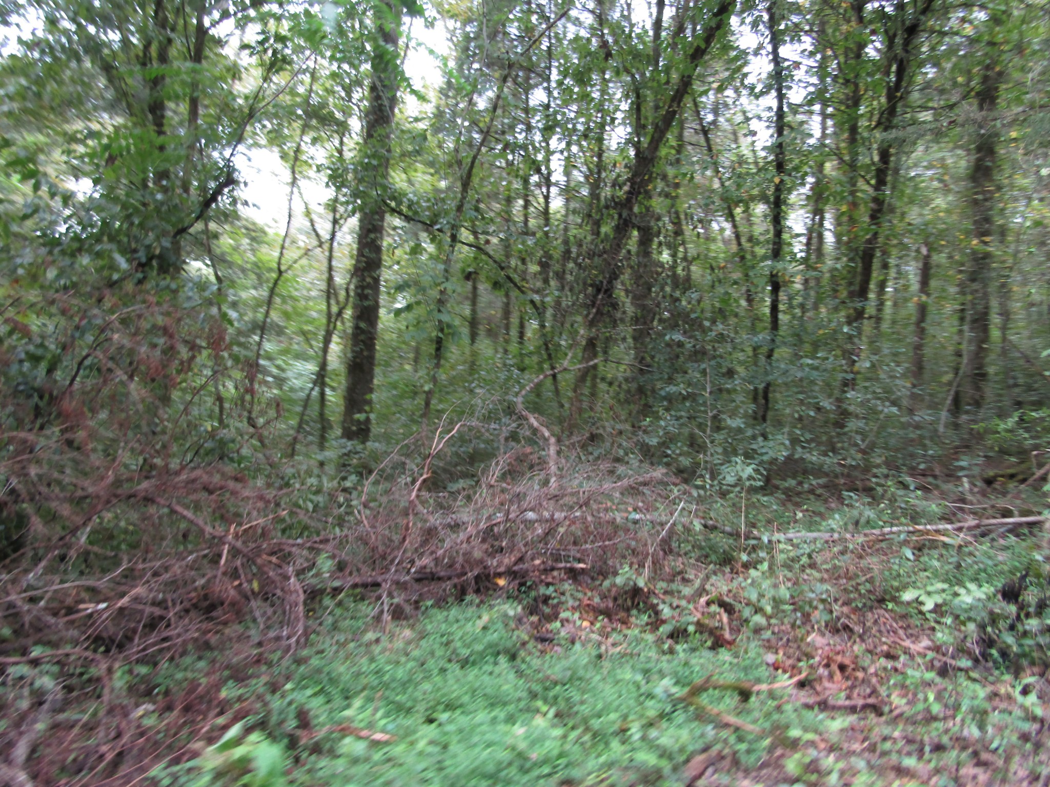 2273 Big Branch Road Granville, TN 38564 - Photo 10 of 31 Gallery Image 10