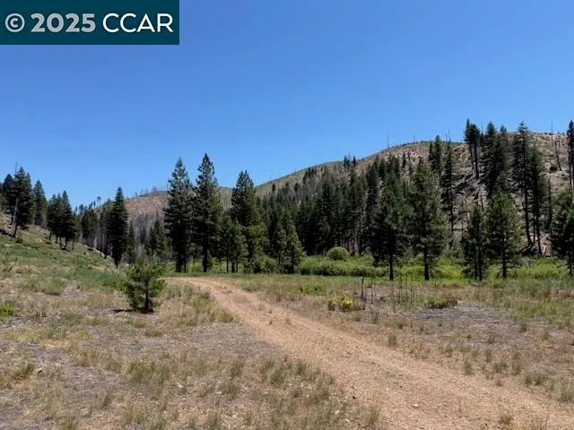 a view of a street with large trees